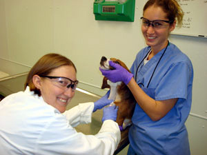 Canine Dosing